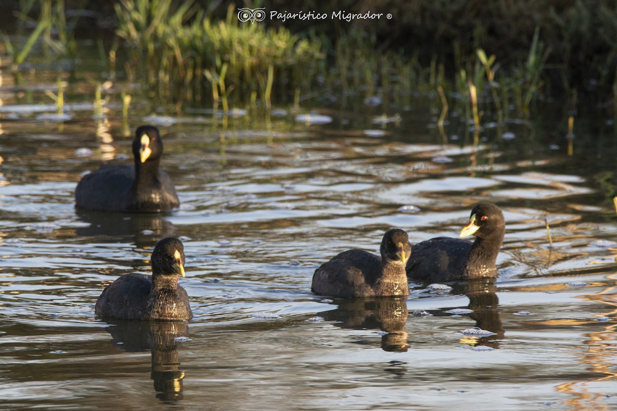 Red-gartered Coot - Marisol Paz Oporto Fuentes