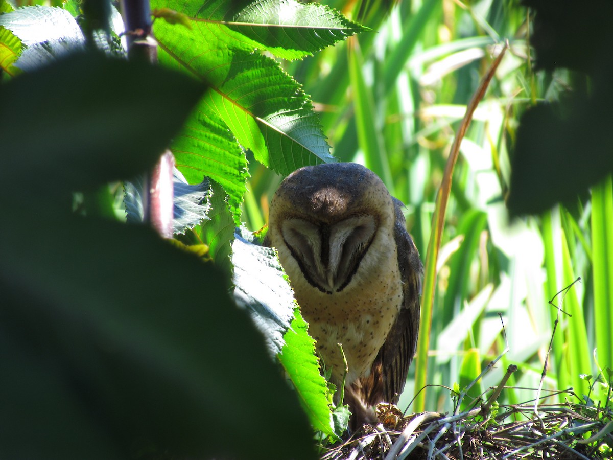 Barn Owl - ML256124201