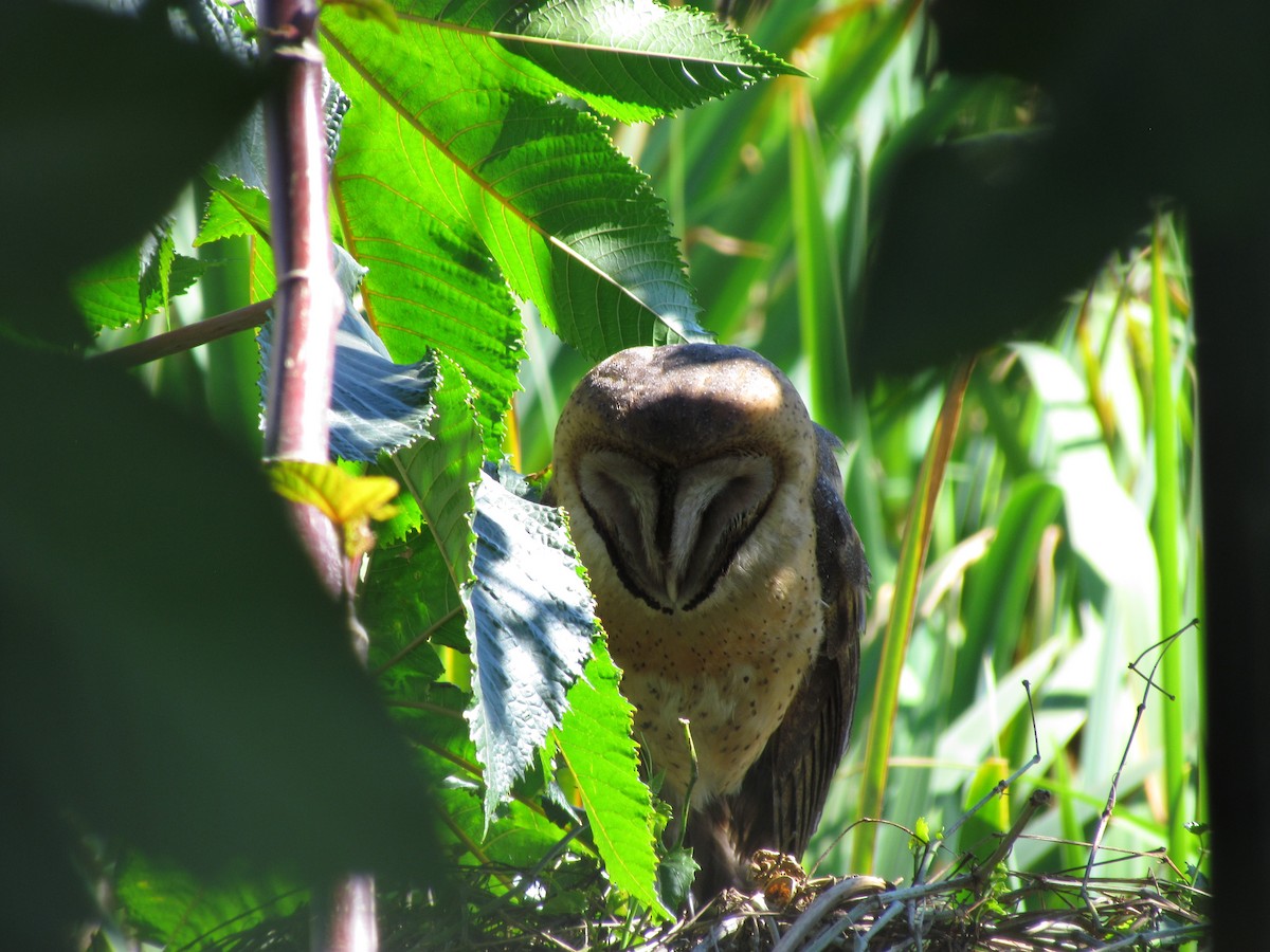 Barn Owl - ML256124211