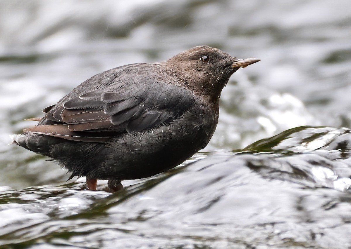 American Dipper - ML256124231