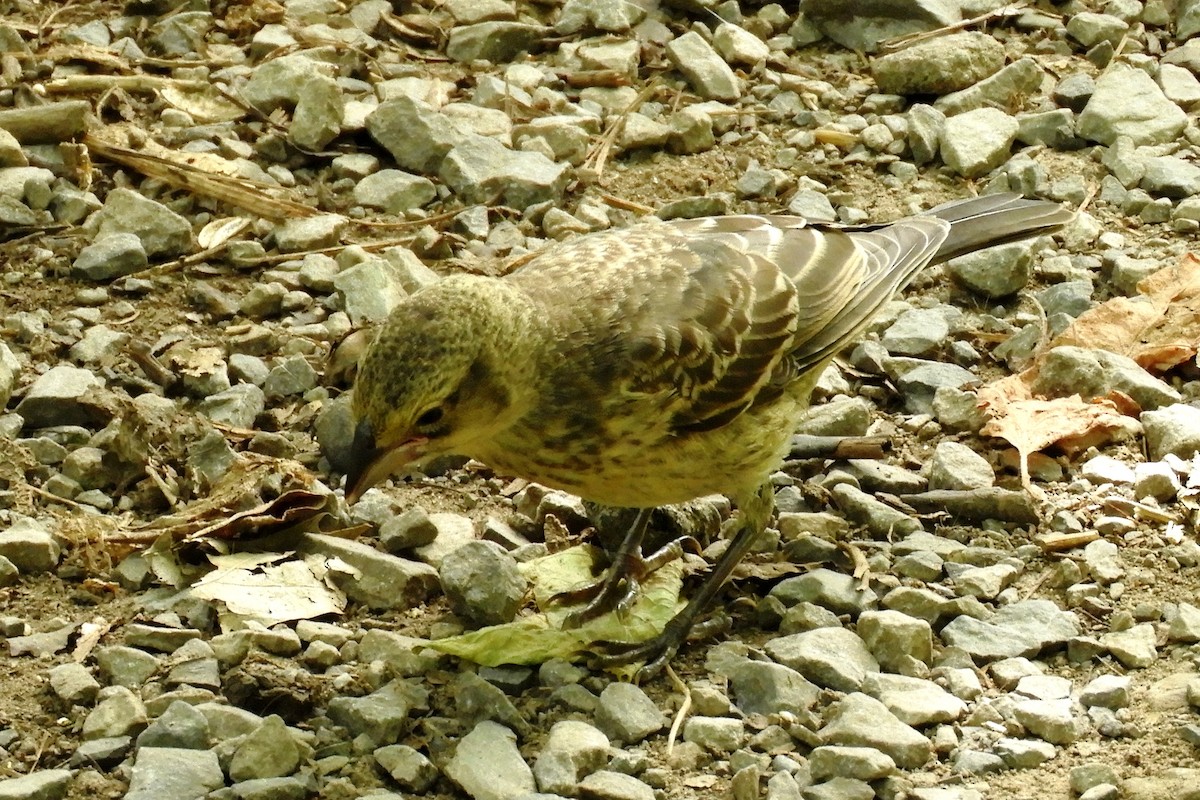 Brown-headed Cowbird - ML256125151