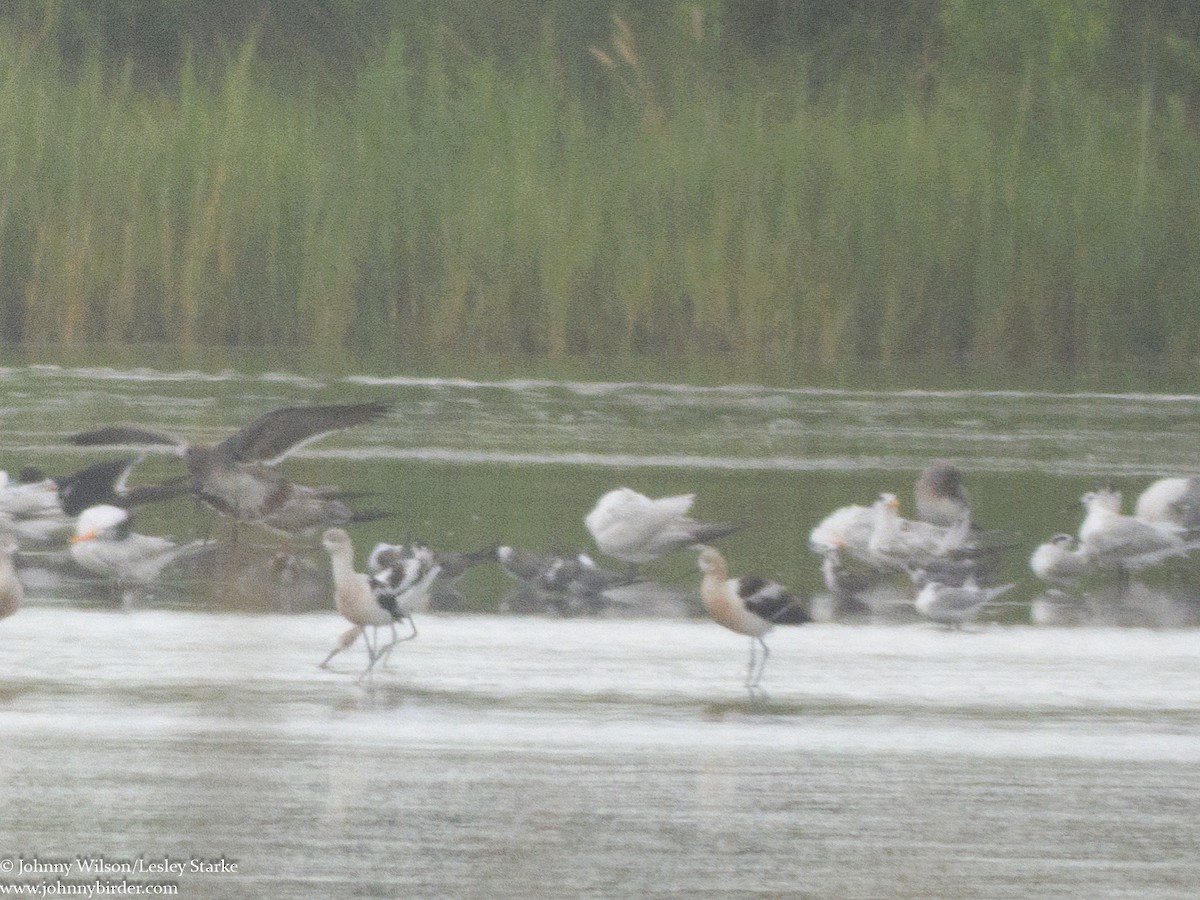 Black Tern (American) - ML256125921