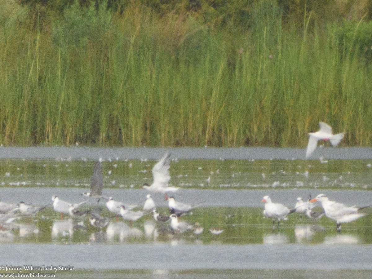 Black Tern (American) - Johnny Wilson