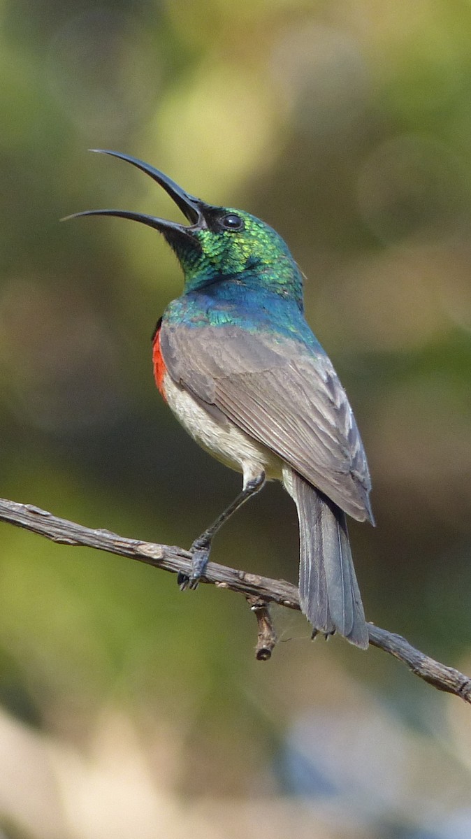 Eastern Miombo Sunbird - ML256126171