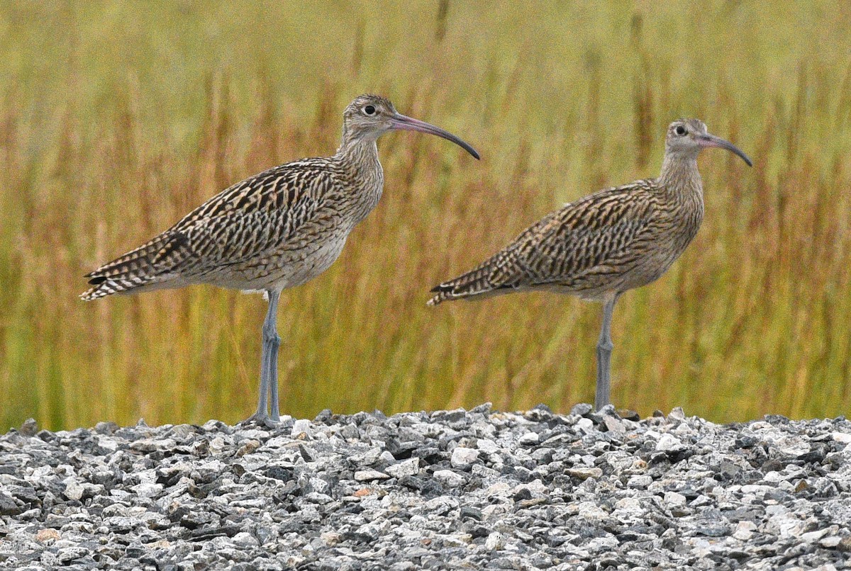 Far Eastern Curlew - ML256126201