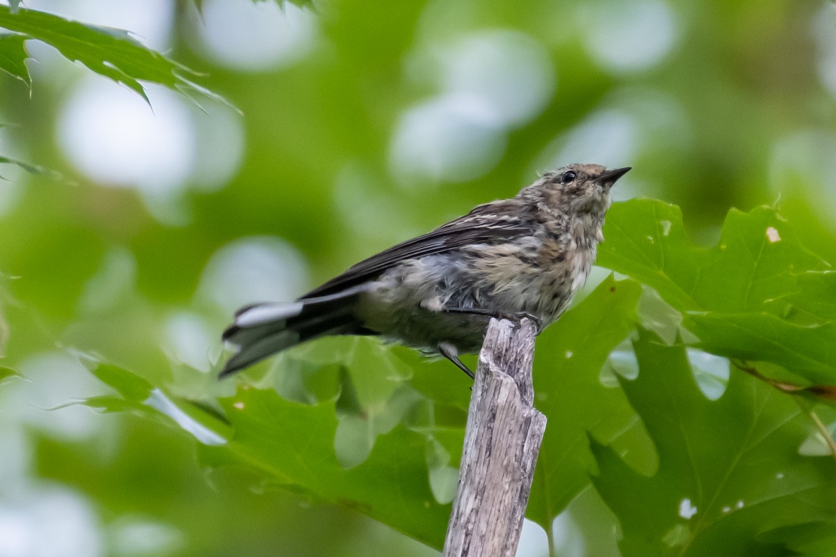 Yellow-rumped Warbler - ML256126551