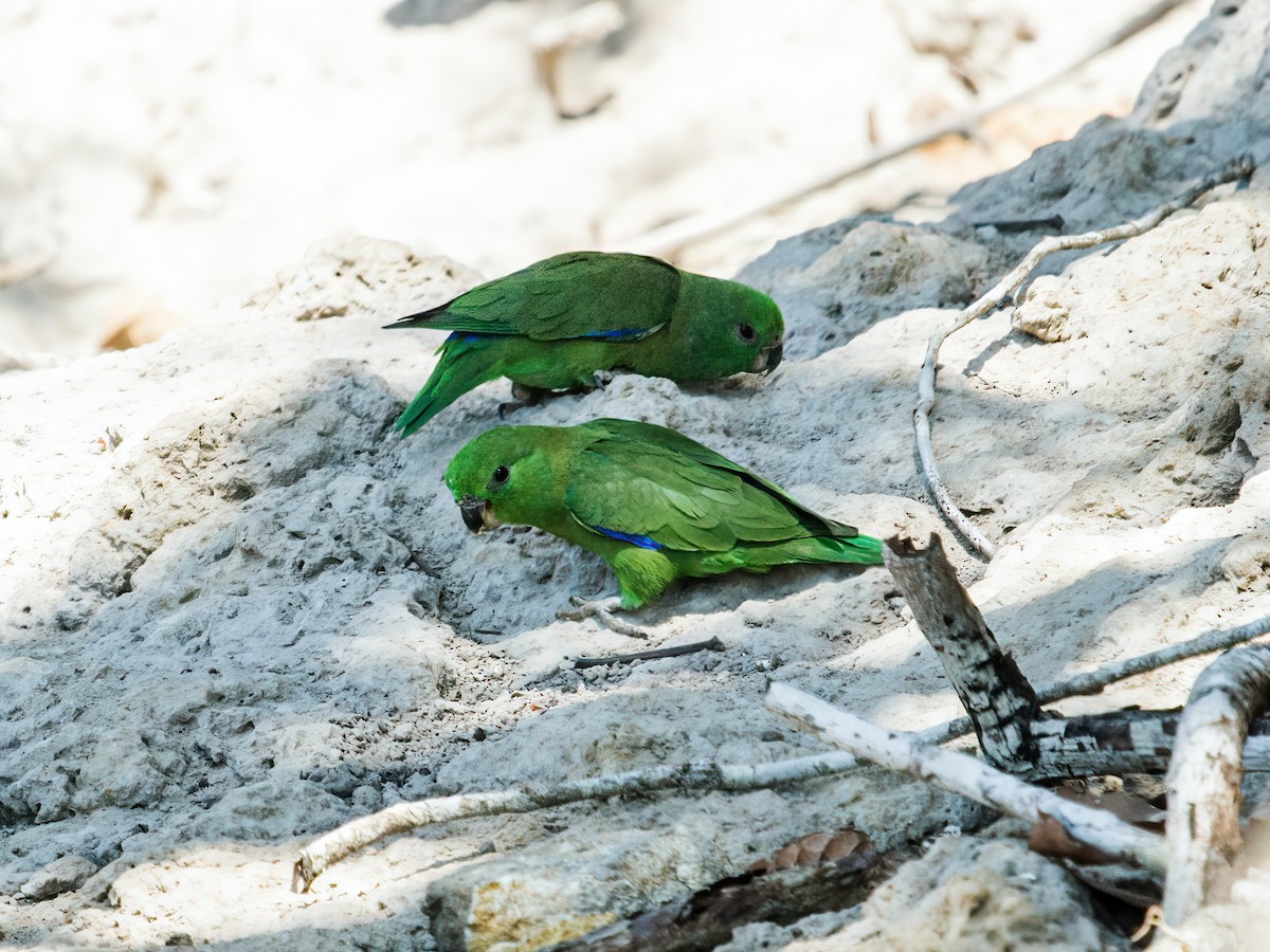 Dusky-billed Parrotlet (Dusky-billed) - ML256127011