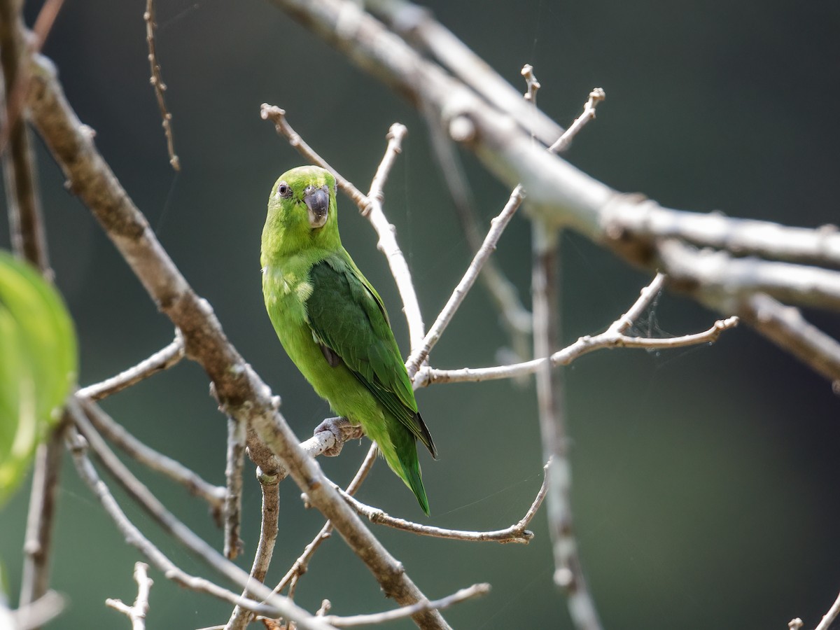 Dusky-billed Parrotlet (Dusky-billed) - ML256127441