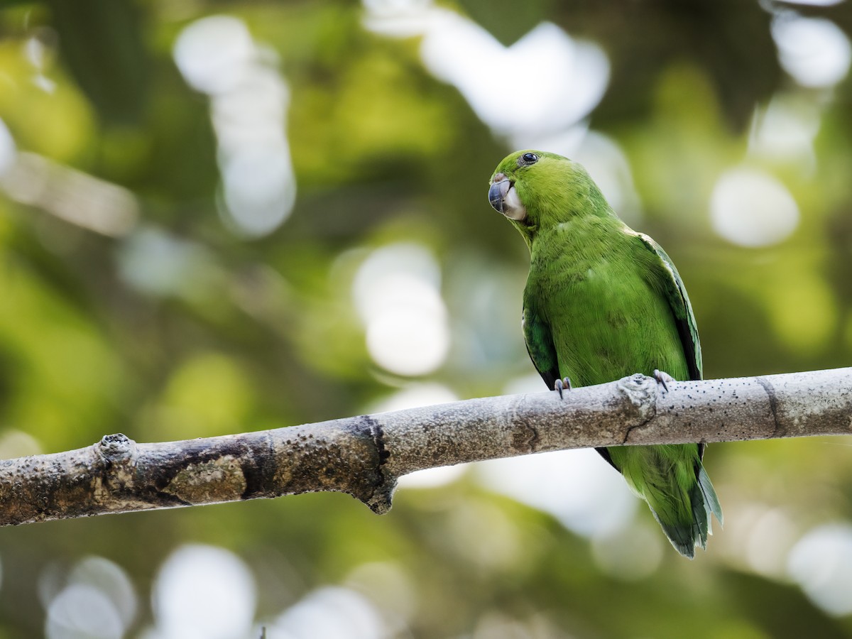 Dusky-billed Parrotlet (Dusky-billed) - ML256127511