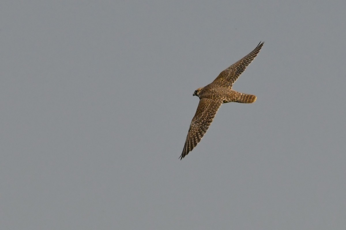 Halcón Peregrino (Halcón tagarote) - ML256129631