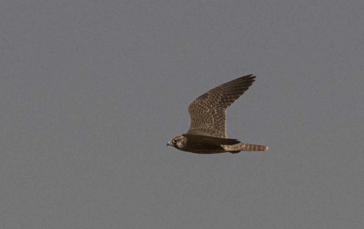 Halcón Peregrino (Halcón tagarote) - ML256129751