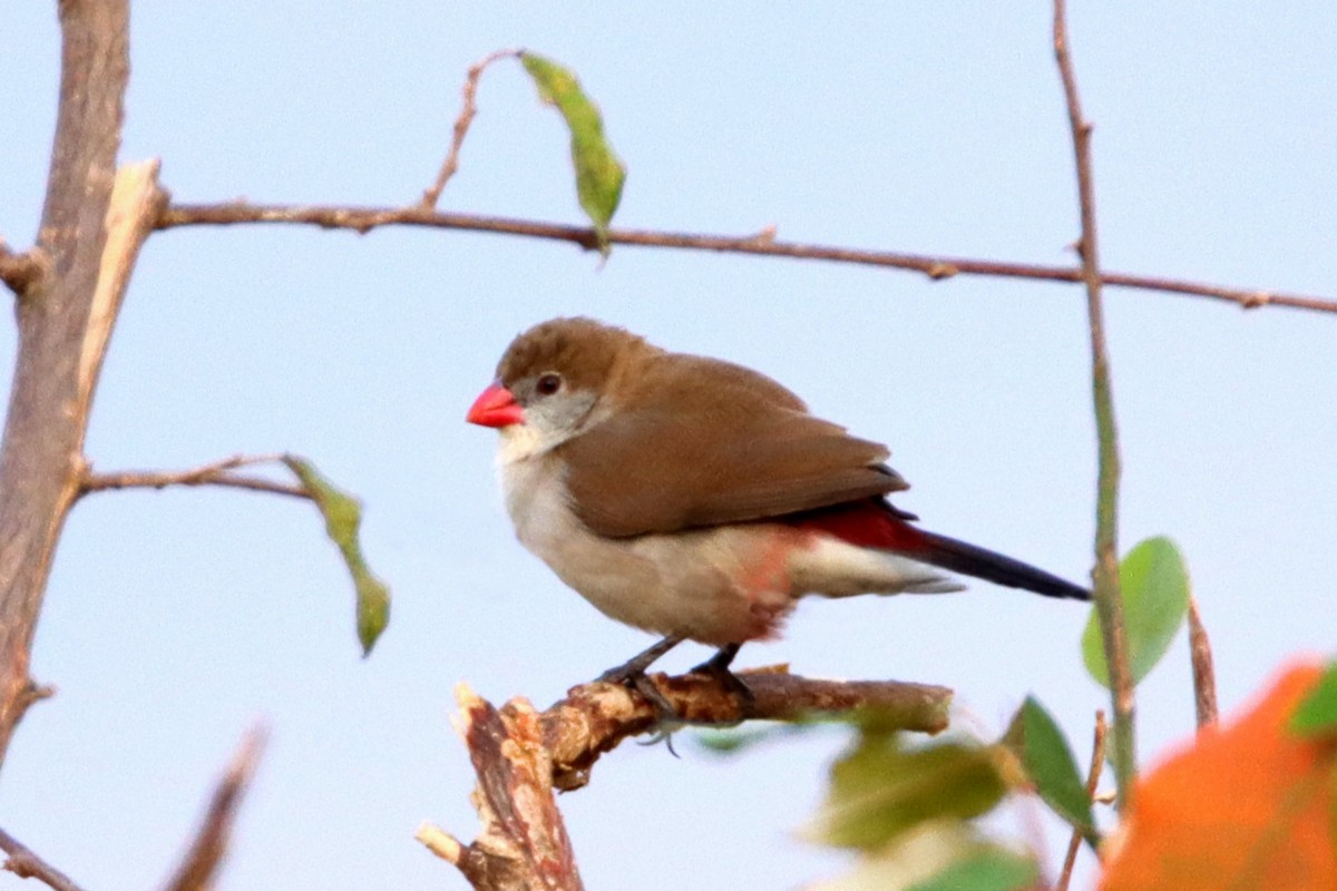 Fawn-breasted Waxbill (Fawn-breasted) - ML256132321