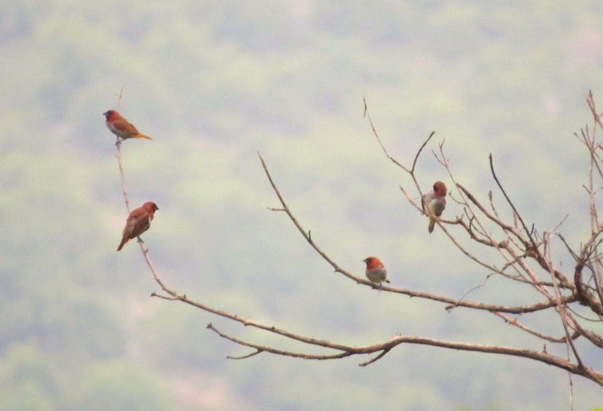 Scaly-breasted Munia - ML256132521