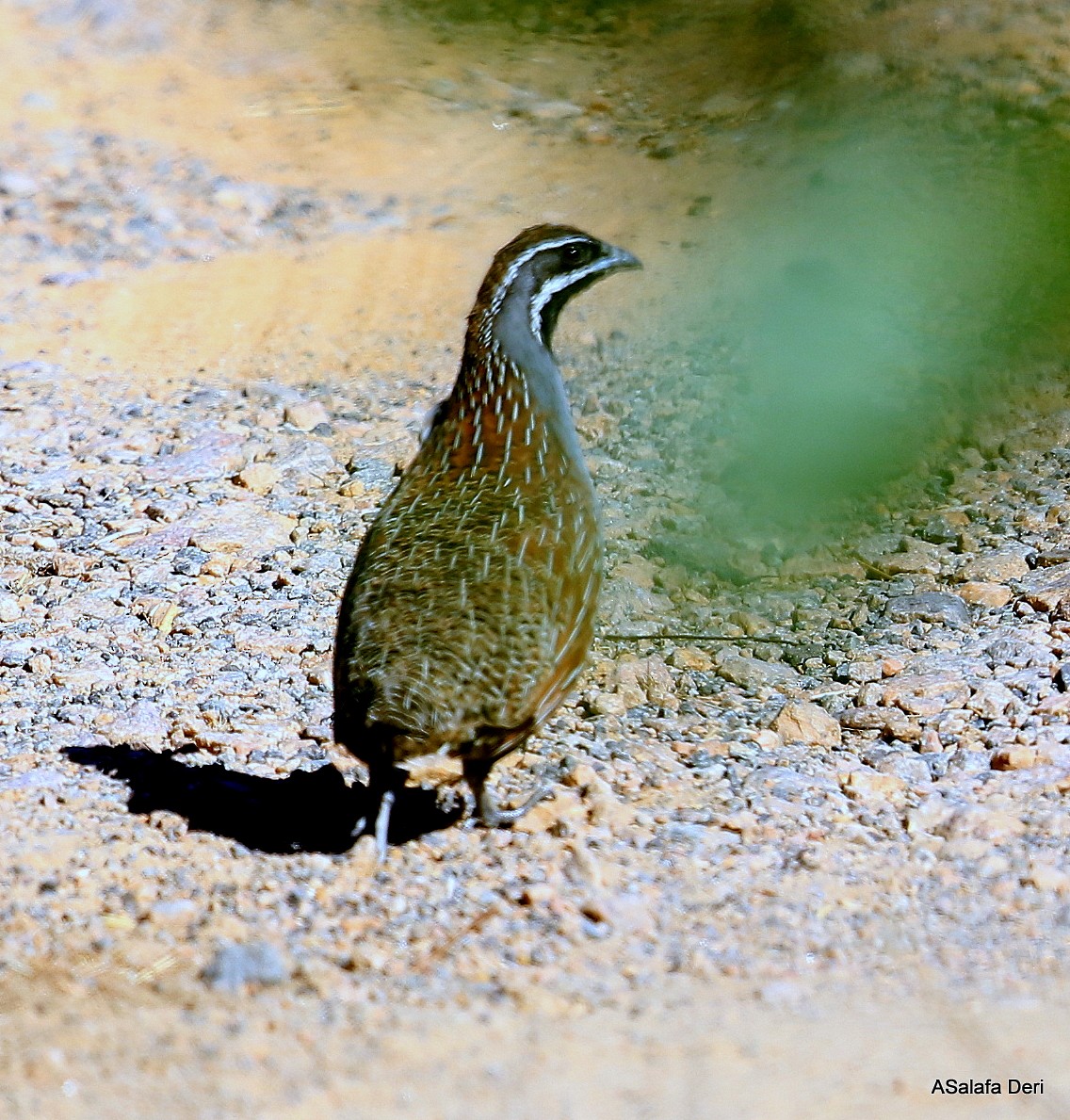 Madagascar Partridge - Fanis Theofanopoulos (ASalafa Deri)