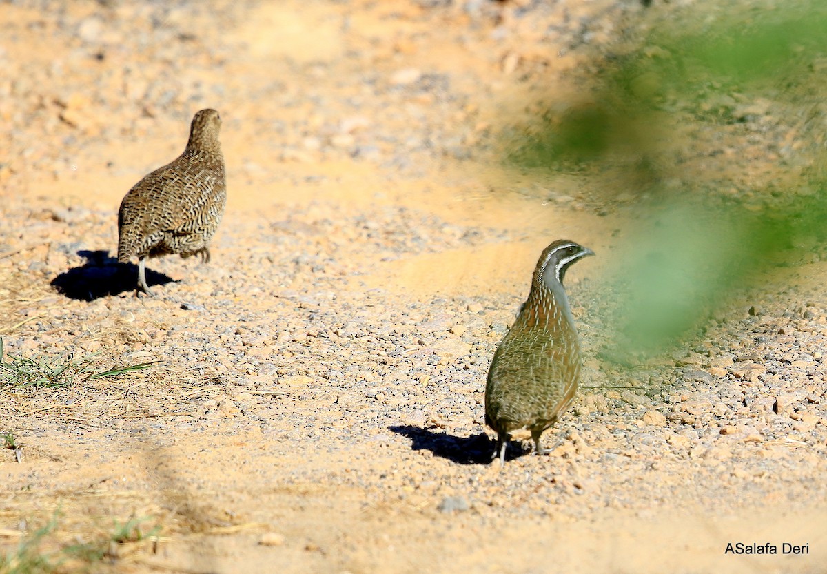 Madagascar Partridge - ML256133511