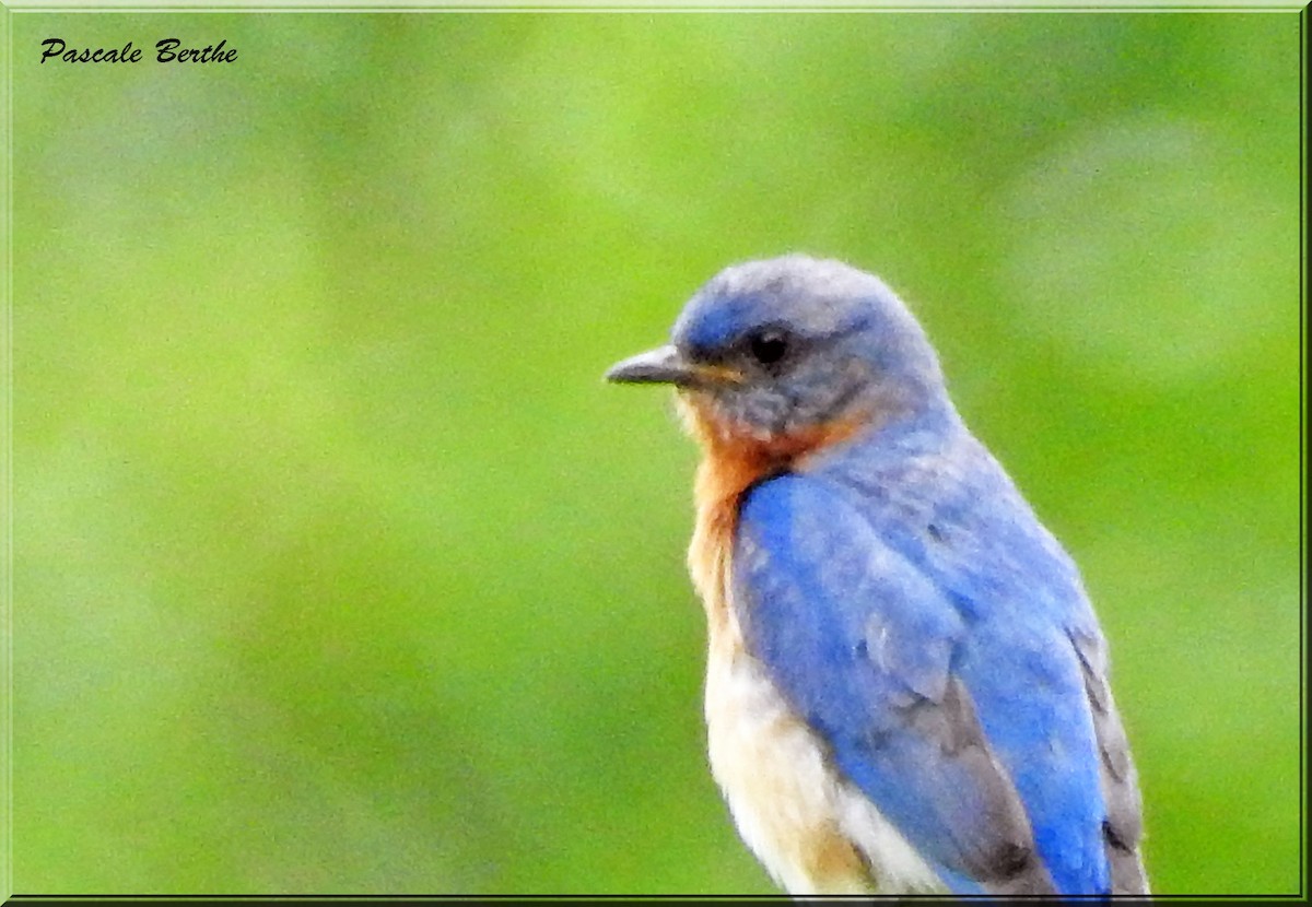 Eastern Bluebird - Pascale Berthe