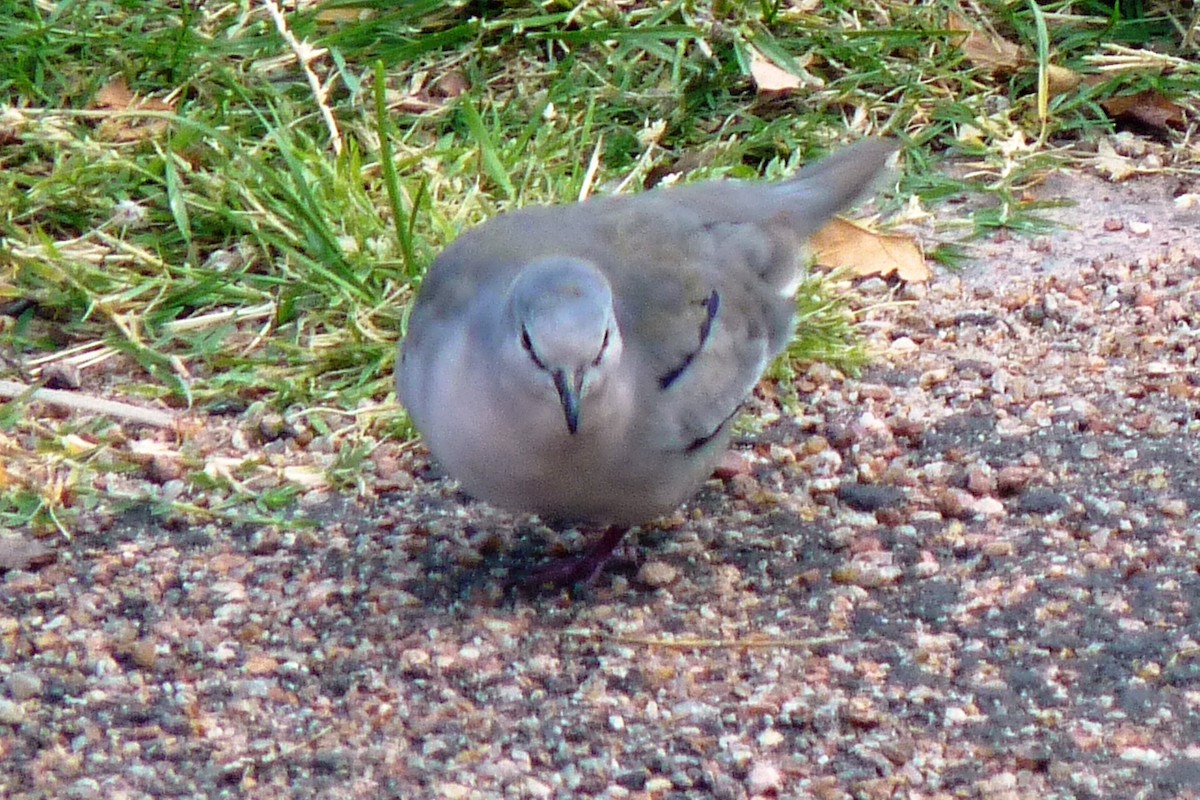 Picui Ground Dove - ML256134781