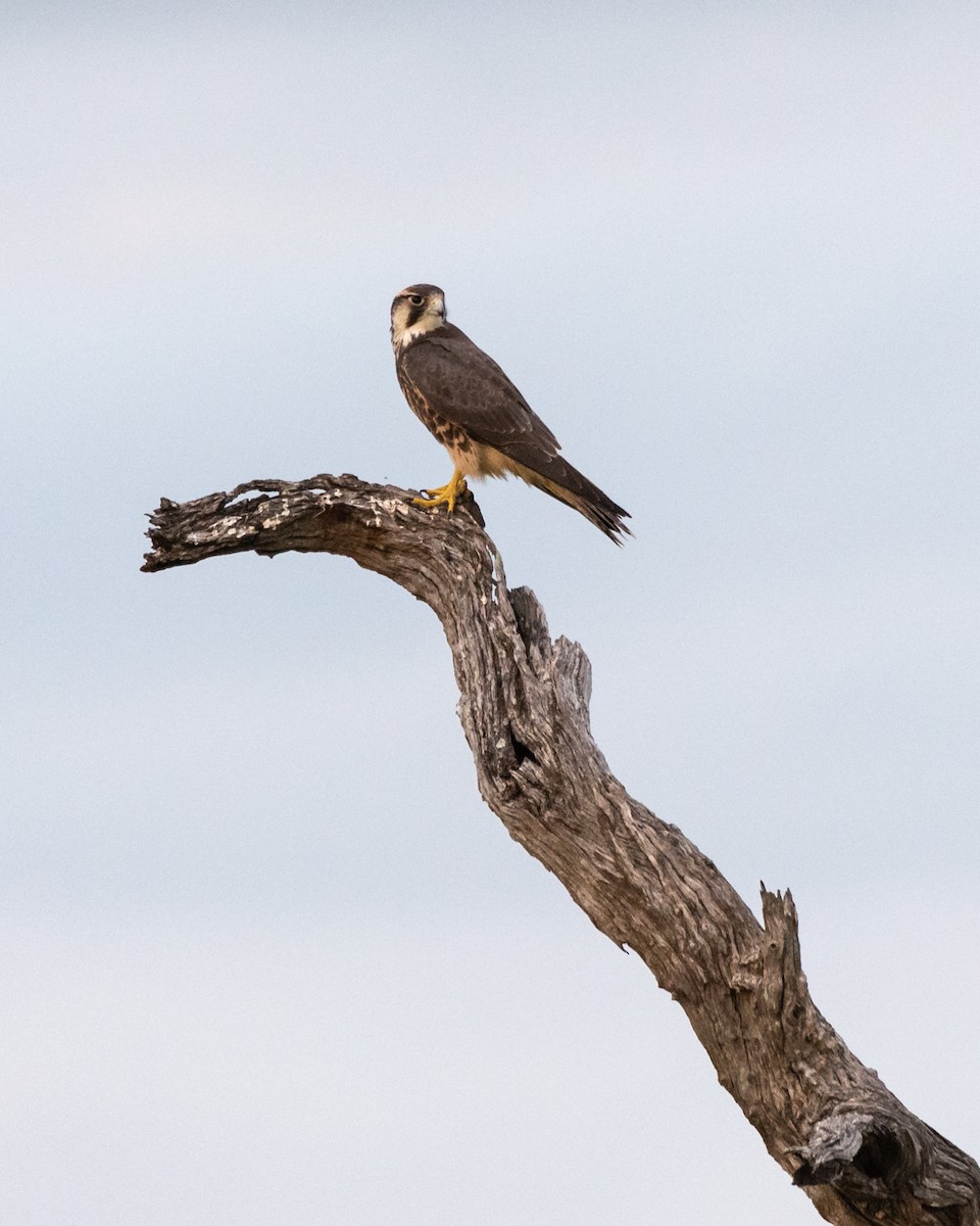 Lanner Falcon - ML256136371