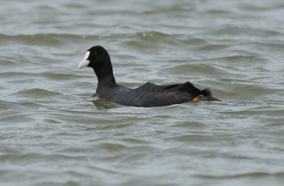 Eurasian Coot - ML256136551