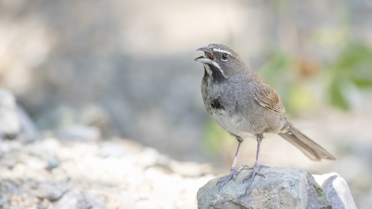 Five-striped Sparrow - ML256136841