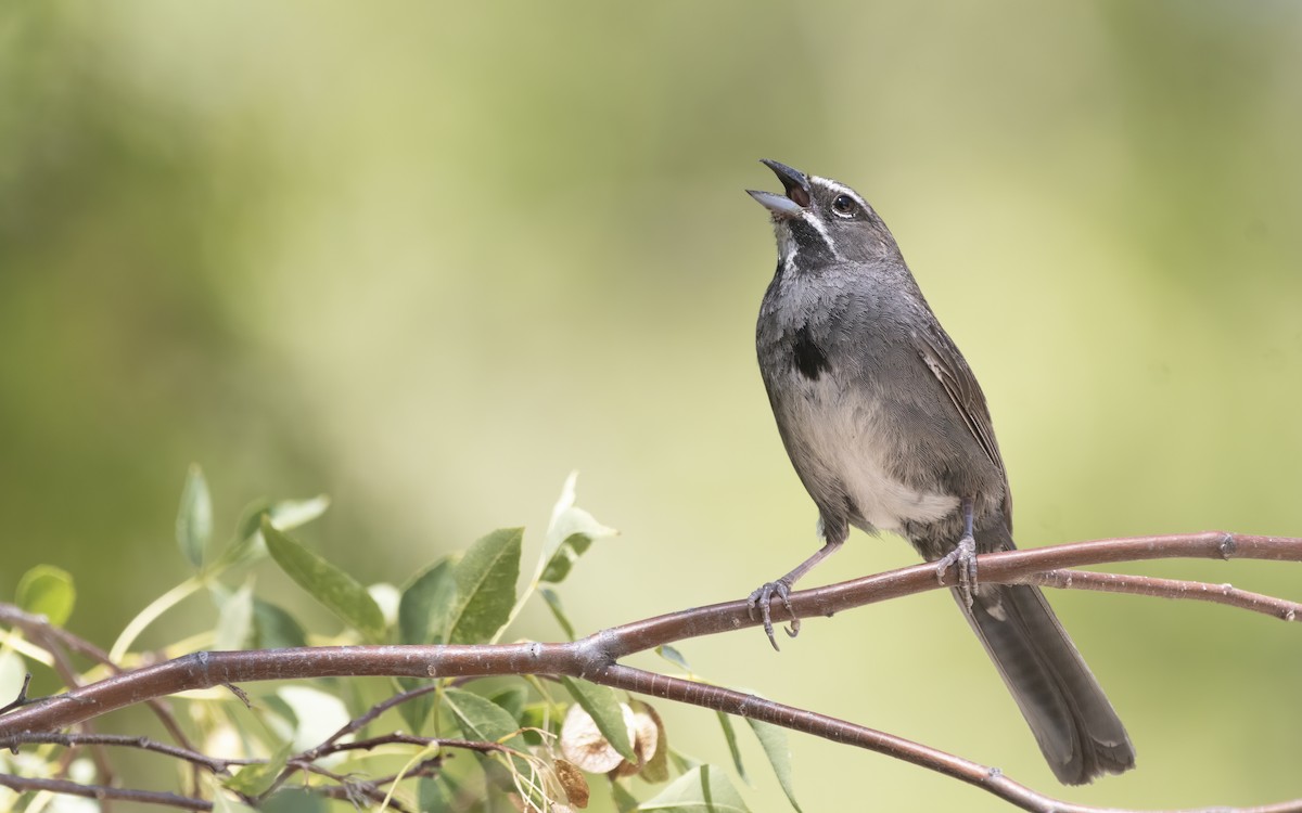 Five-striped Sparrow - ML256136971