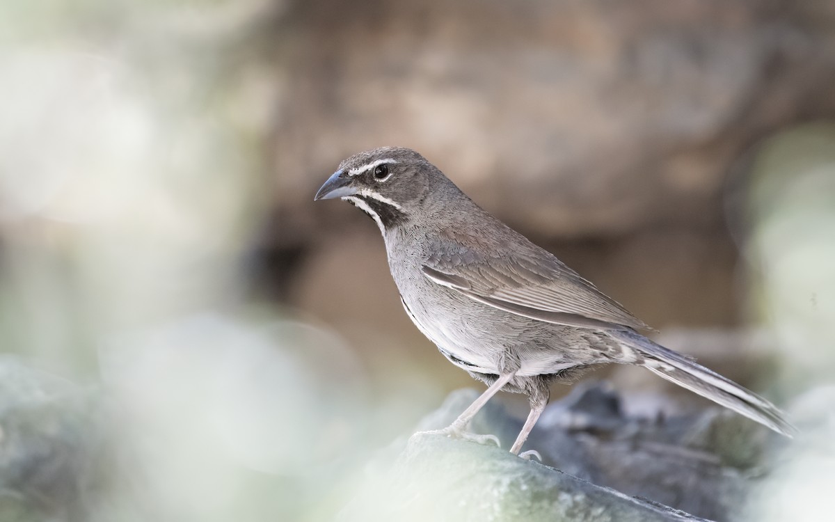 Five-striped Sparrow - Bryan Calk