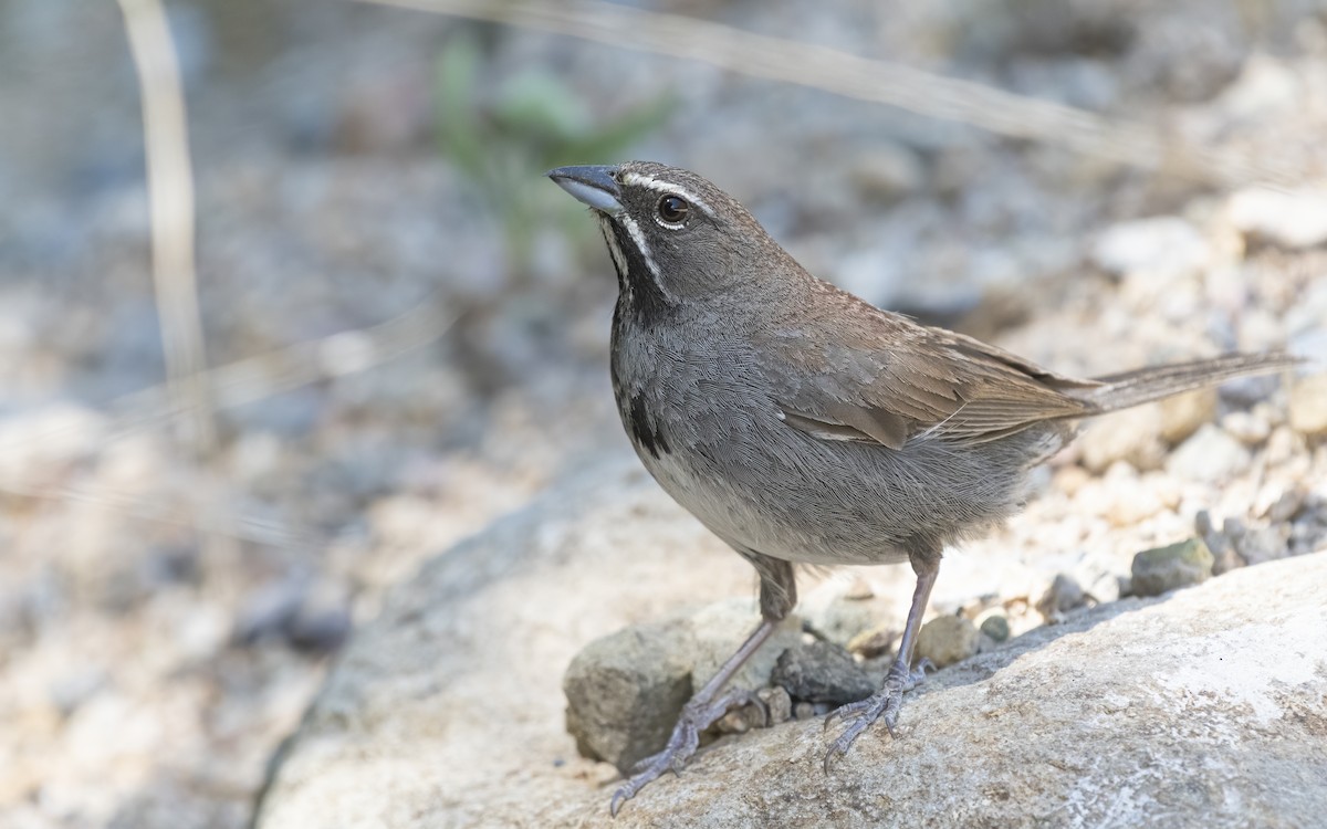 Five-striped Sparrow - ML256137001