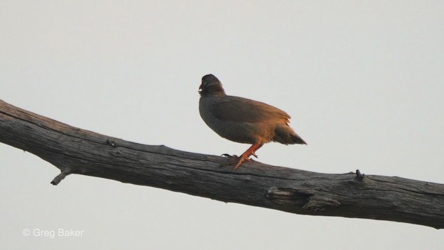 Red-billed Spurfowl - ML256137201