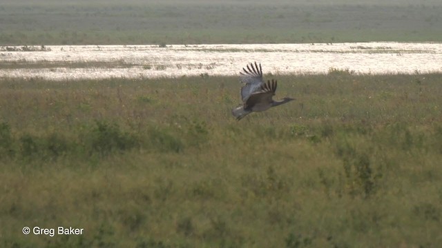 Kori Bustard - ML256137261