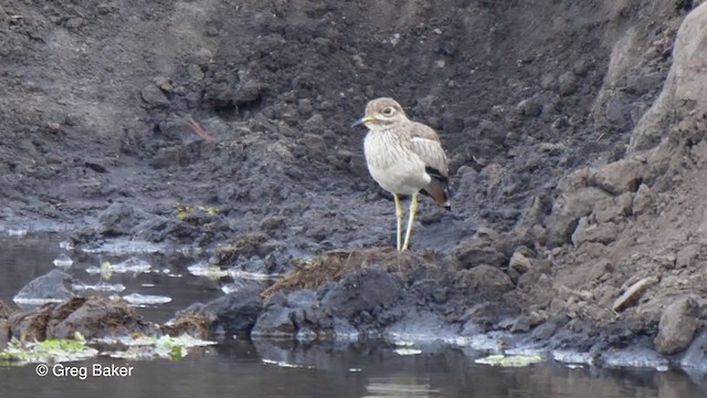 Water Thick-knee - ML256137321