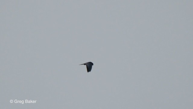 Red-footed Falcon - ML256137621