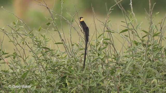 Eastern Paradise-Whydah - ML256137701