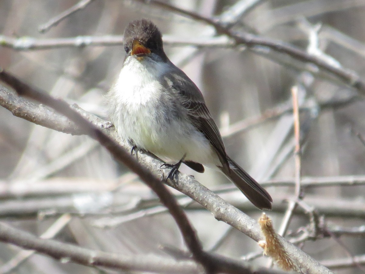 Eastern Phoebe - ML25613921