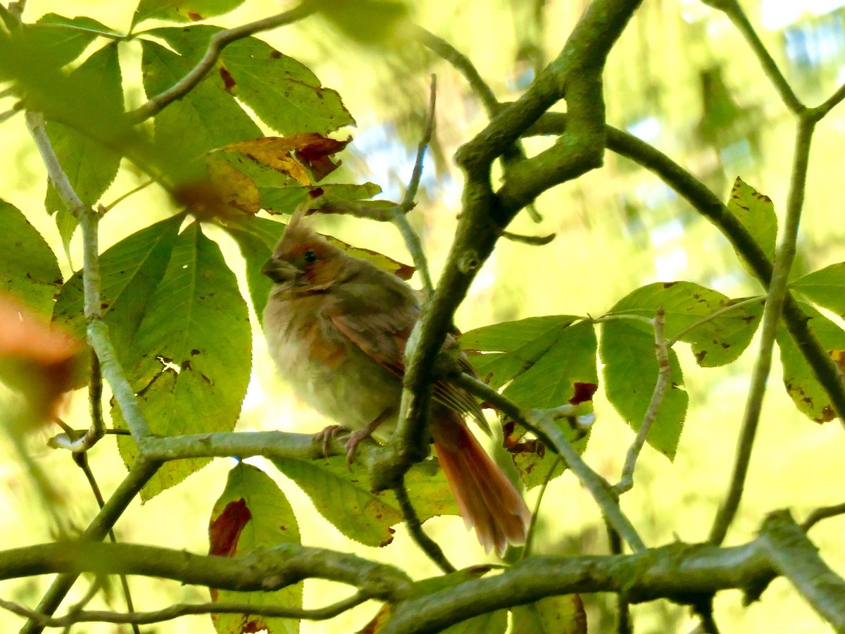 Kırmızı Kardinal - ML256140311