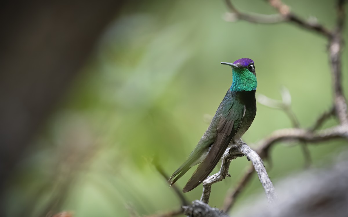 Violettkron-Brillantkolibri - ML256143611