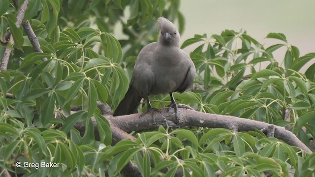 Gray Go-away-bird - ML256144171