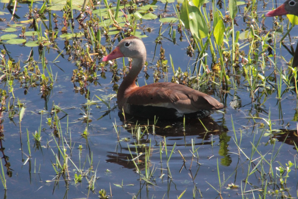 Dendrocygne à ventre noir - ML256144201