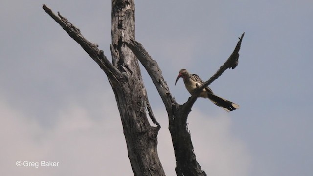 Southern Red-billed Hornbill - ML256144241