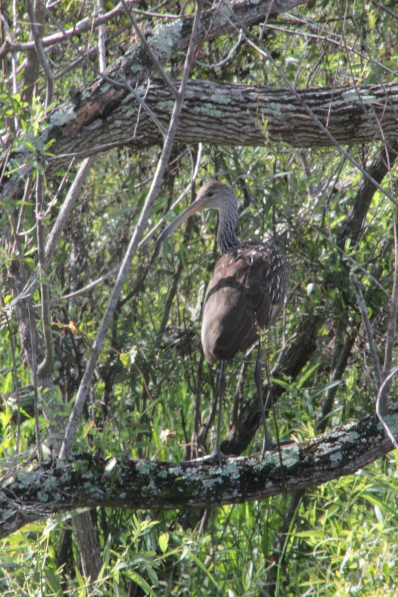 Limpkin - ML256144251