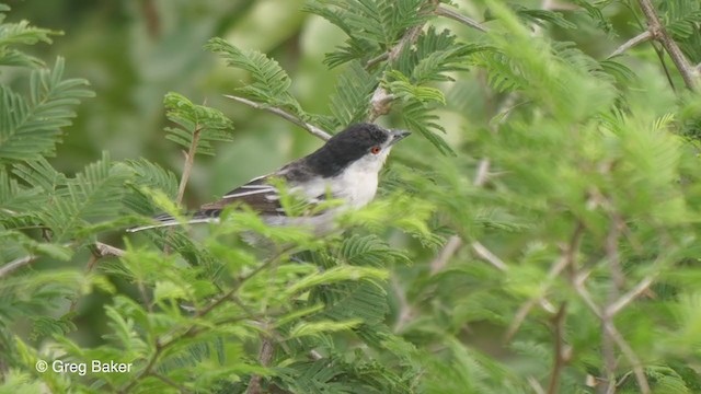 Black-backed Puffback - ML256144361