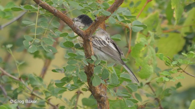 Black-backed Puffback - ML256144371