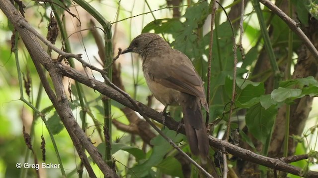 Arrow-marked Babbler - ML256144531