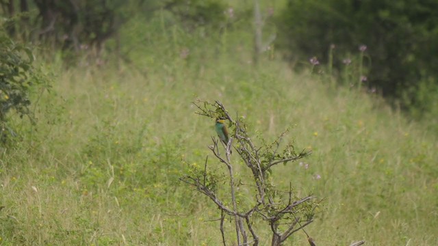 European Bee-eater - ML256144731