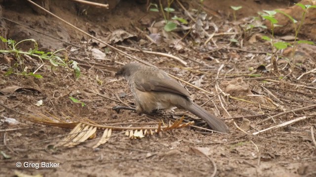 Arrow-marked Babbler - ML256144781