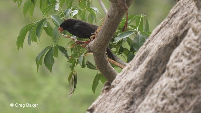 Red-billed Buffalo-Weaver - ML256144841