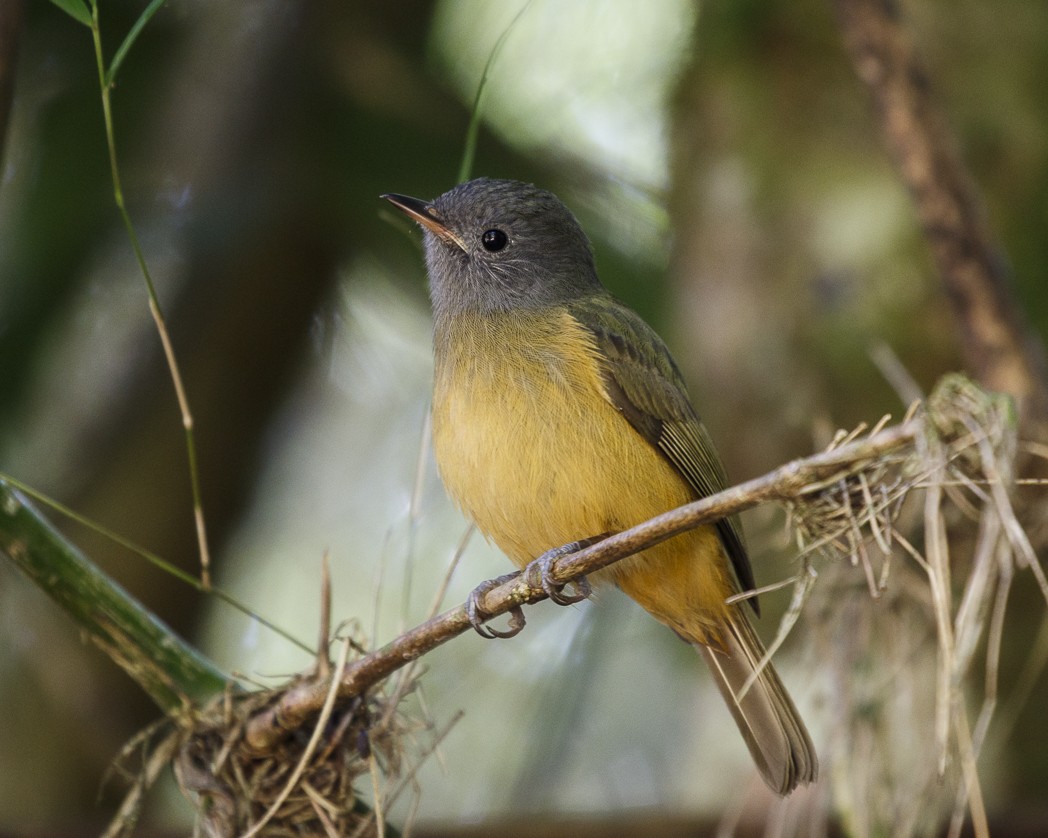 Gray-hooded Flycatcher - Silvia Faustino Linhares