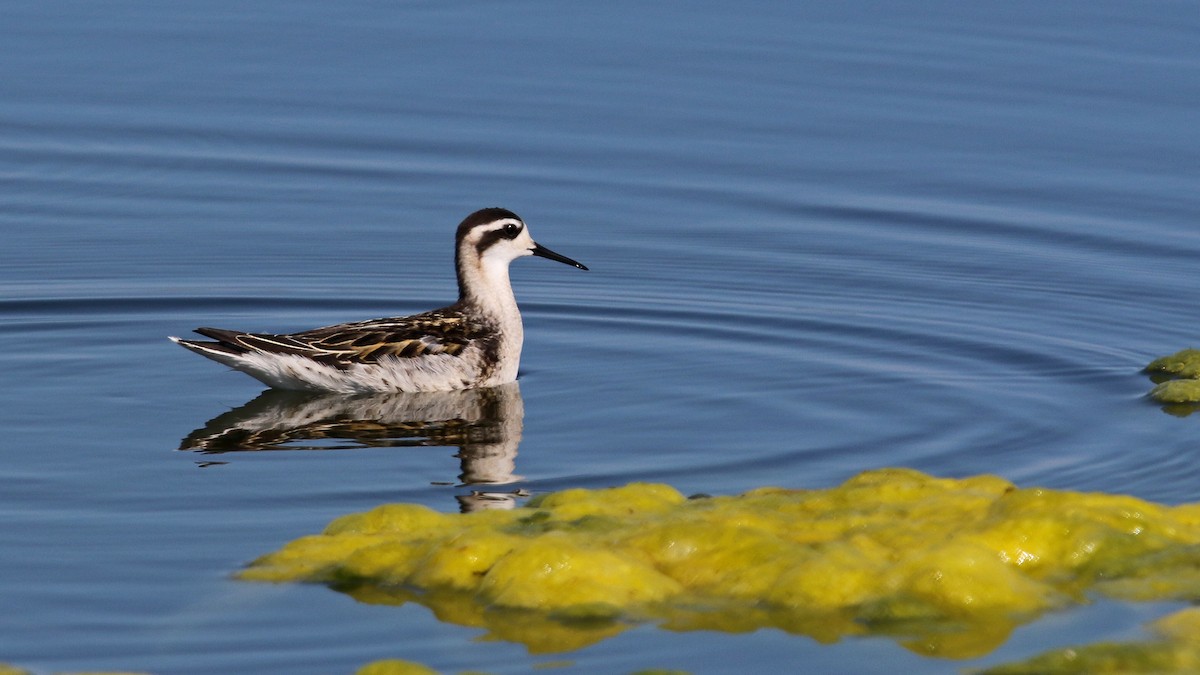 Phalarope à bec étroit - ML256146551