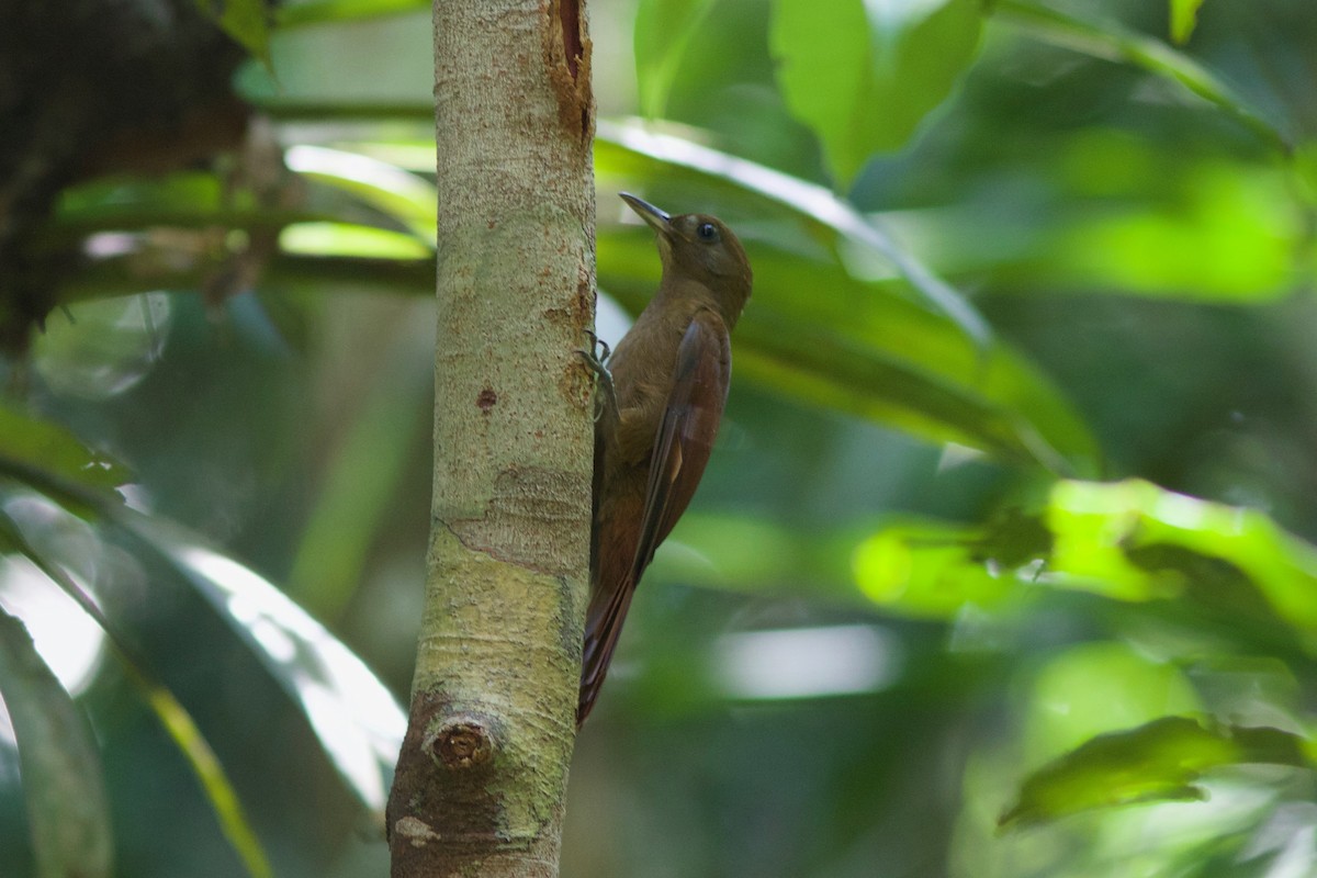 White-chinned Woodcreeper - ML256146721