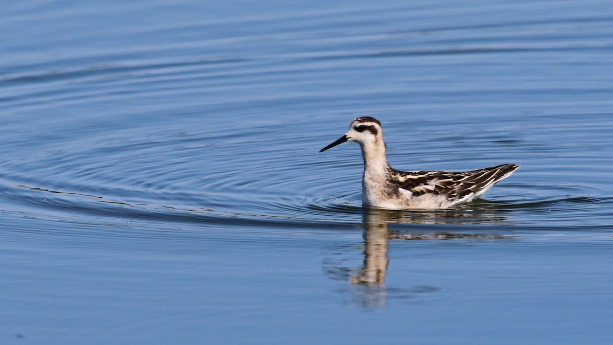 Phalarope à bec étroit - ML256147041