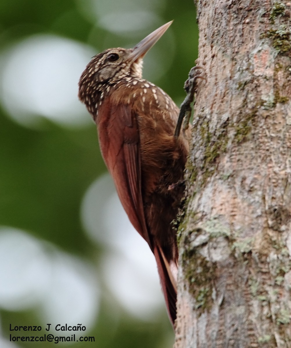 Straight-billed Woodcreeper - Lorenzo Calcaño